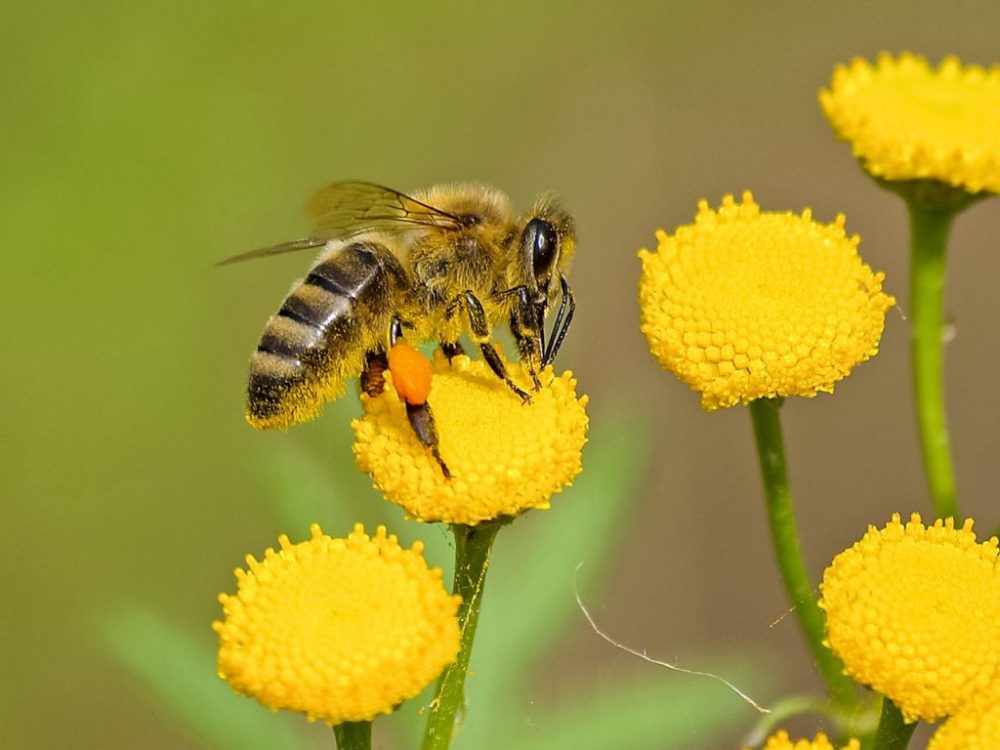 New Study Reveals How Infrared Signals Boosted Ancient Pollination