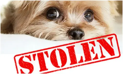 Animals Are More Than ‘Property’ – New Pet Theft Laws Are Compulsory Now